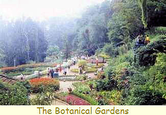 The Botanical Gardens