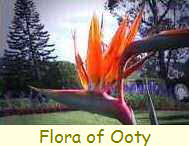 The Flora of Ooty